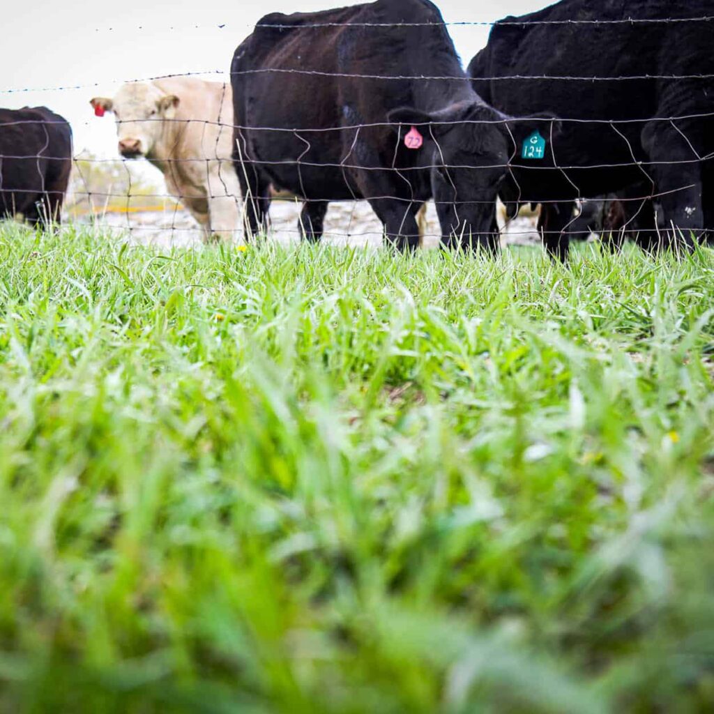 Grass-Fed vs. Grass-Finished: What’s the Difference?
