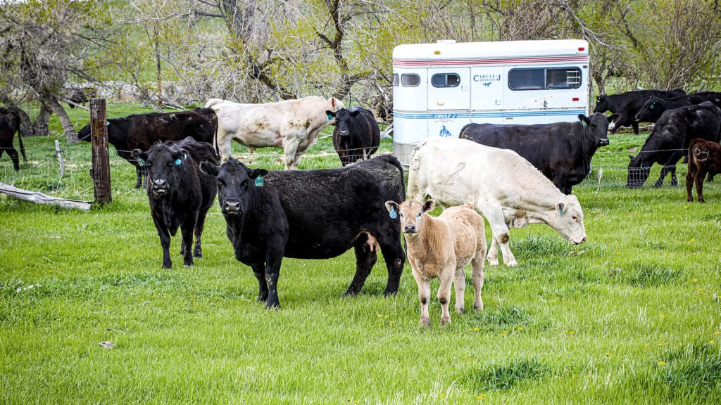 Our Approach to Foodservice: Grass-Fed, Grass-Finished Beef