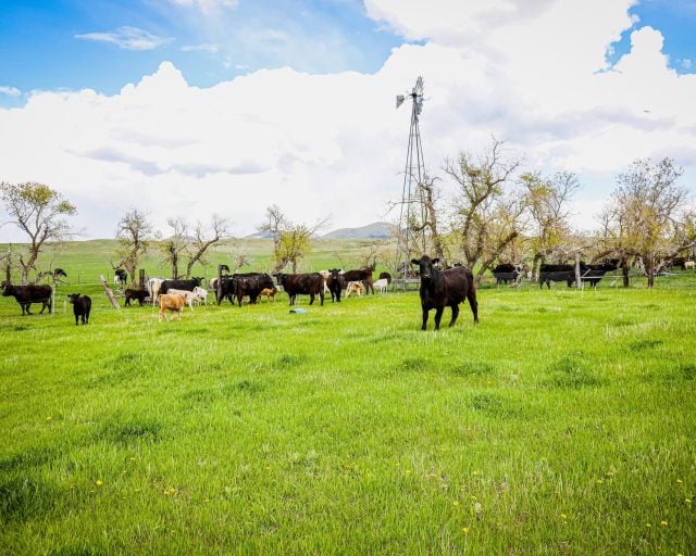 Central Montana Beef Thomas Cuisine