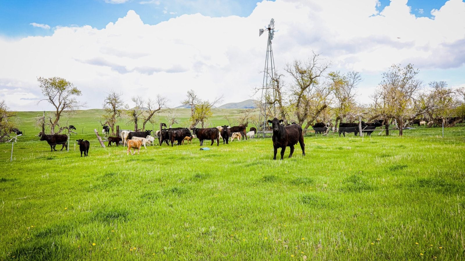 Central Montana Beef Thomas Cuisine