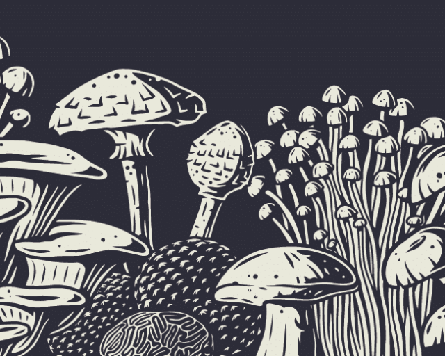 An illustration of various types of mushrooms. The graphic is white, with blue backdrop.