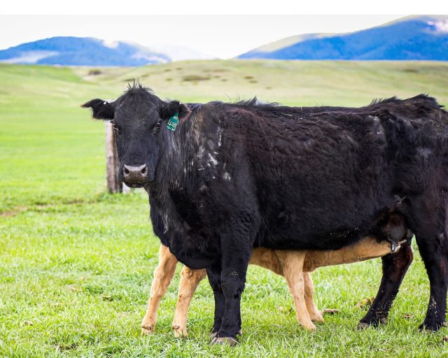 Thomas Cuisine and Central Montana Beef Partner to Bring Grass-Fed Beef to Foodservice Management