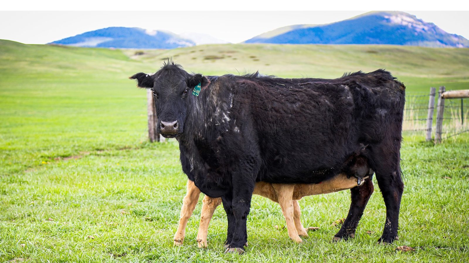 Thomas Cuisine and Central Montana Beef Partner to Bring Grass-Fed Beef to Foodservice Management