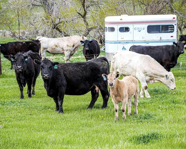 Our Approach to Foodservice: Grass-Fed, Grass-Finished Beef